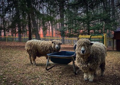 Two sheep standing by their feed trough