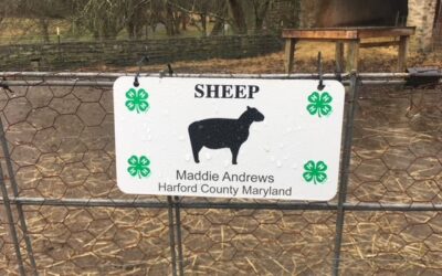 Heritage Breed Sheep?