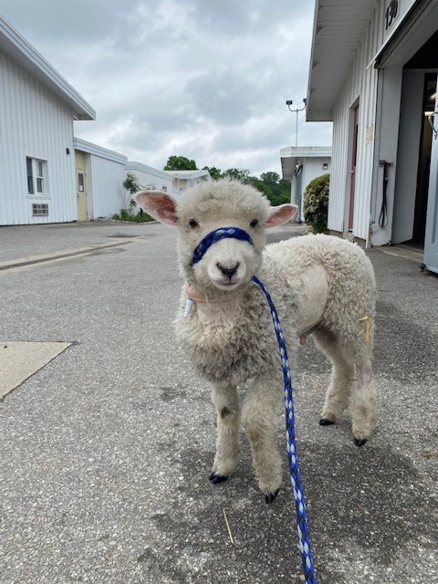 He’s Not Throwing Away His Shot!